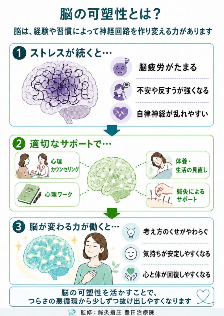 脳の可塑性を説明する図。慢性的なストレスによる脳疲労から、心理カウンセリング・心理ワーク・休養・生活の見直し・鍼灸による心身のサポートを通じて、考え方のくせや気持ちが整いやすくなる流れを示しています。
