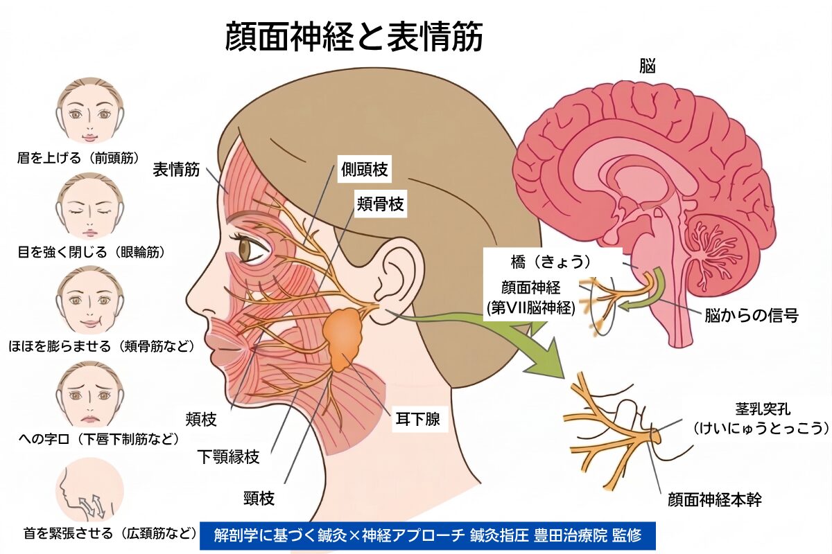 顔面神経麻痺の鍼灸施術のための解剖図解。側頭枝、頬骨枝、頬枝、下顎縁枝、頸枝の5つの枝と支配筋肉、茎乳突孔の走行を示す。鍼灸指圧豊田治療院が監修。