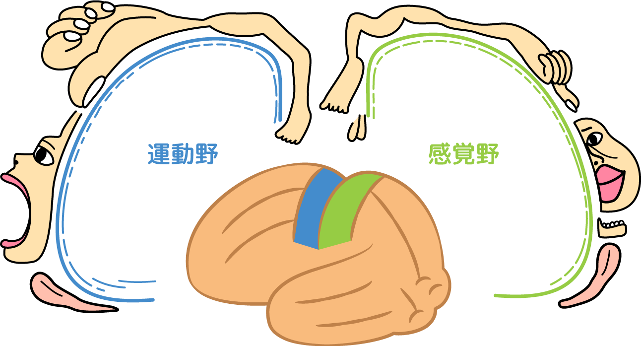 顔面神経麻痺の神経心理学的アプローチを説明する脳内身体地図（ホムンクルス）。赤色の運動野と青色の感覚野で、顔（まぶた、おでこ、口元）と手が極端に大きく描かれており、脳内の『顔の地図』が広い面積を占めていることを視覚化。福津市の鍼灸豊田治療院が提供する、脳のリマッピング（再構築）施術の医学的根拠を示すイラスト。