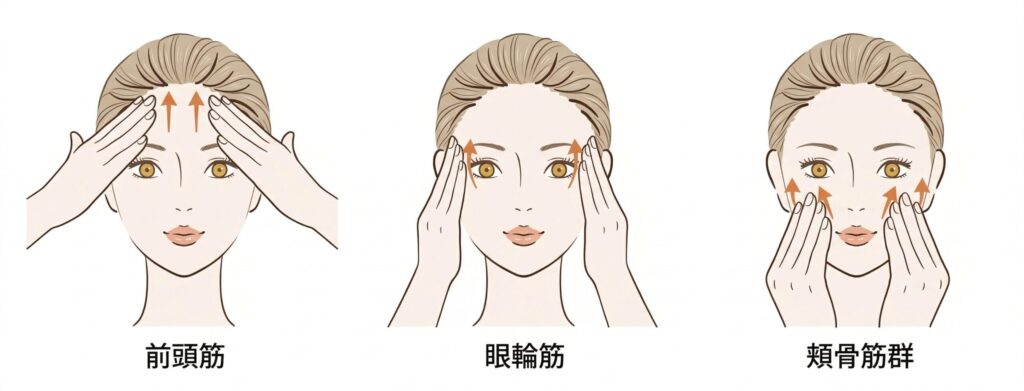 顔面神経麻痺急性期におけるリハビリテーション手技の図解（前頭筋・眼輪筋・頬骨筋群への用手アプローチ）。顔面神経麻痺診療ガイドライン2023年版を参考に鍼灸指圧 豊田治療院が作成