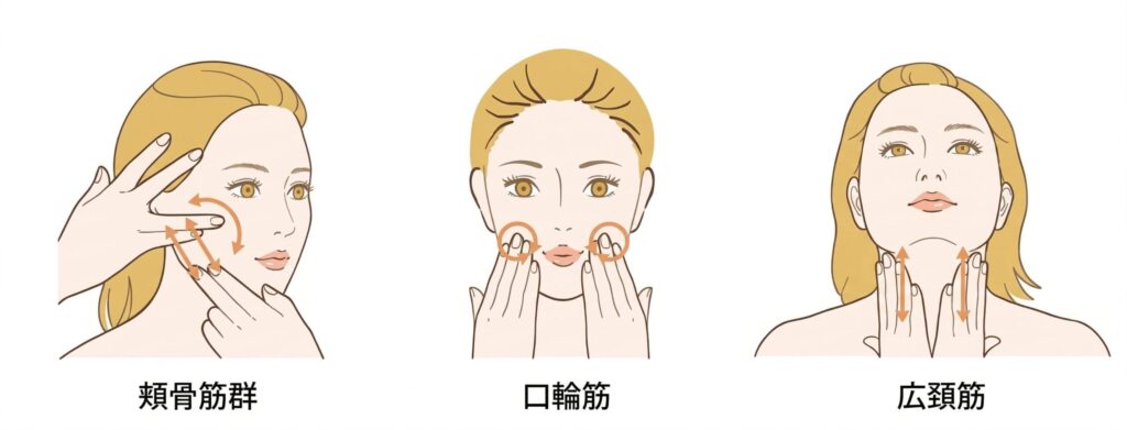 顔面神経麻痺急性期におけるリハビリテーション手技の図解（頬骨筋群・口輪筋・広頸筋への用手アプローチ）。顔面神経麻痺診療ガイドライン2023年版を参考に鍼灸指圧 豊田治療院が作成